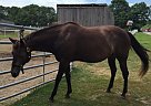 - Mare in Cape Elizabeth, ME - Mare in Cape Elizabeth, ME