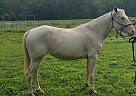 Quarter Horse - Horse for Sale in Centerville, TN 65708 Quarter Horse - Horse for Sale in Centerville, TN 65708