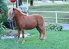 Miniature - Horse for Sale in Monett, MO 65708