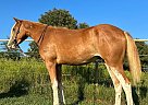 Quarter Pony - Horse for Sale in Monett, MO 65708
