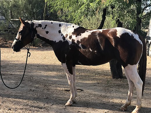 Gorgeous Paint Mare