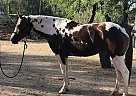 Paint - Horse for Sale in Scottsdale, AZ 85266