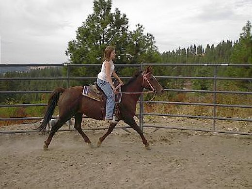 Great Kids Horse Or Smaller Person