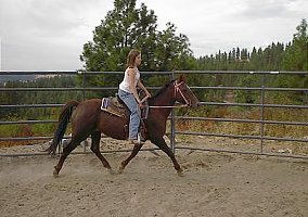 Morgan (Morgan, Mare) in Spokane/mead, WA