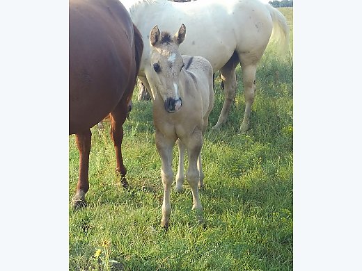 Grulla Stud