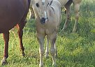 Quarter Horse - Horse for Sale in Emmet, NE 68734 Quarter Horse - Horse for Sale in Emmet, NE 68734