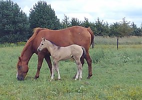 Quarter Horse (Quarter Horse, Stallion) in Emmet, NE