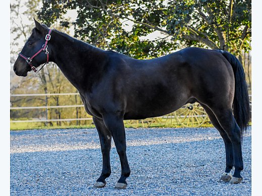 Heel/Breakaway Horse