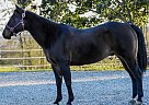 Quarter Horse - Horse for Sale in Newville, PA 17241 Quarter Horse - Horse for Sale in Newville, PA 17241