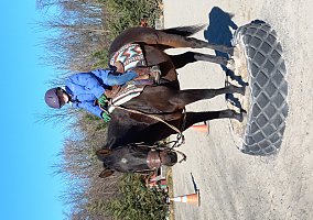 Quarter Horse (Quarter Horse, Gelding) in Newville, PA