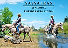 Appaloosa - Horse for Sale in Fort Collins, CO 80524 Appaloosa - Horse for Sale in Fort Collins, CO 80524