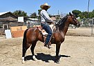 Azteca - Horse for Sale in Los Angeles, CA 91352
