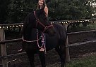 OTTB Mare Legs