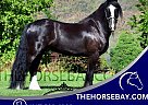 Gypsy Vanner - Horse for Sale in Allenton, WI 53002