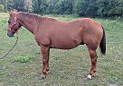 Quarter Horse Gelding for Sale in Radcliffe, Iowa Quarter Horse Gelding for Sale in Radcliffe, Iowa