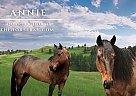 Quarter Horse - Horse for Sale in Seymour, MO 65746 Quarter Horse - Horse for Sale in Seymour, MO 65746