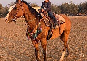Quarter Horse (Quarter Horse, Mare) in Tulare, CA