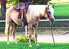 Quarter Pony - Horse for Sale in Monett, MO 65708