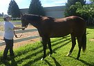 Lovely Bay Mare Thoroughbred Mare