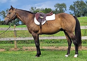 Quarter Horse (Quarter Horse, Gelding) in Bristol, VA