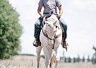 Appaloosa - Horse for Sale in Deer park, WA 99006 Appaloosa - Horse for Sale in Deer park, WA 99006