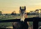 Buckskin Tennesse Walker Mare Tennessee Walking Mare