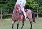 Bay Roan Quarter Horse Quarter Horse Mare