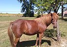 American Shetland Pony Penny