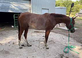 Arabian (Arabian, Mare) in Crescent, IA