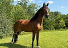 Kentucky Mountain - Horse for Sale in WHITLEY CITY, KY 42653