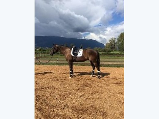 Big Athletic Thoroughbred