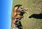 Appaloosa - Horse for Sale in New England, ND 58647