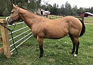 Ms Breezy Gal - Mare in Center Rutland, VT Ms Breezy Gal - Mare in Center Rutland, VT