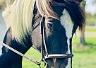 Maybelle - Mare in Levant, ME Maybelle - Mare in Levant, ME
