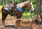 Kentucky Mountain - Horse for Sale in GILLSVILLE, GA 30543