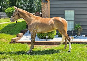 Kentucky Mountain (Kentucky Mountain, Gelding) in Gillsville, GA