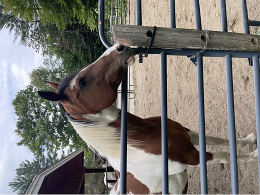 Companion Horse