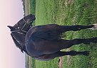 Percheron - Horse for Sale in Sebeka, MN 56477 Percheron - Horse for Sale in Sebeka, MN 56477