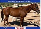 Quarter Horse - Horse for Sale in Congress, AZ 65708