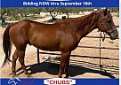 Quarter Horse - Horse for Sale in Congress, AZ 65708 Quarter Horse - Horse for Sale in Congress, AZ 65708