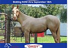 Quarter Horse - Horse for Sale in Marion, NC 65708 Quarter Horse - Horse for Sale in Marion, NC 65708