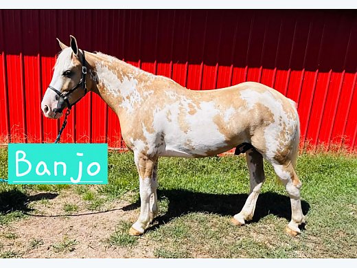 Flashy Trail & Arena Gelding