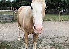 Quarter Horse Gelding for Sale in Union Grove, Alabama Quarter Horse Gelding for Sale in Union Grove, Alabama