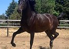 Andalusian - Horse for Sale in Stockton, CA 95203 Andalusian - Horse for Sale in Stockton, CA 95203