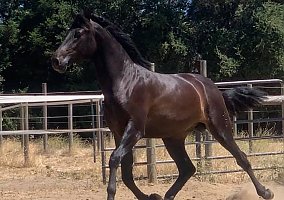 Andalusian / PRE (Andalusian / PRE, Stallion) in Stockton, CA