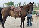 Thunder - Gelding in Grand Junction, CO Thunder - Gelding in Grand Junction, CO