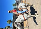 Quarter Horse - Horse for Sale in Waddell, AZ 85355