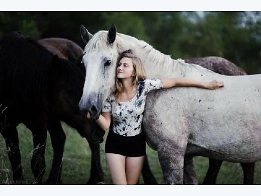 Quiet Dapple Grey Percheron for Sale - $3500 (Bennington)