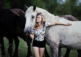 Percheron - Horse for Sale in Bennington, NE 68007 Percheron - Horse for Sale in Bennington, NE 68007