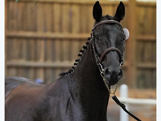 Registered Black Hanoverian Mare